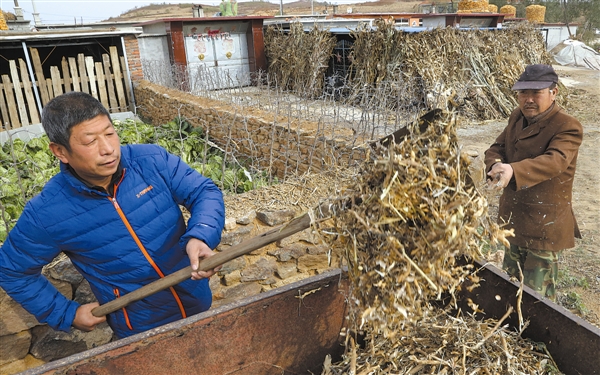 村民将农作物秸秆进行集中收集再利用。