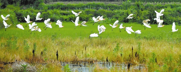 城市湿地良好的生态环境吸引了大批禽鸟筑巢安家。